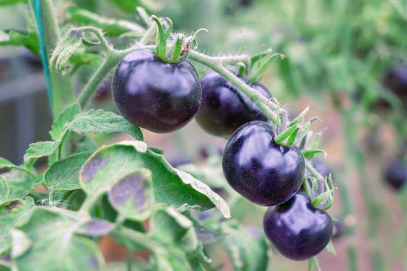 Schwarzes Gemüse: 8 leckere Sorten (mit vielen Bildern)