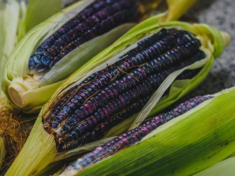 Schwarzes Gemüse: 8 leckere Sorten (mit vielen Bildern)