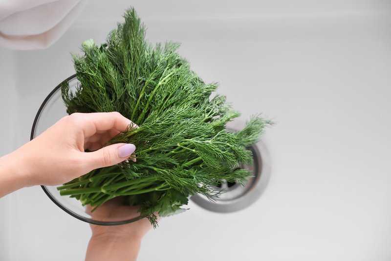 Dill richtig einfrieren und auftauen foodwissen.de