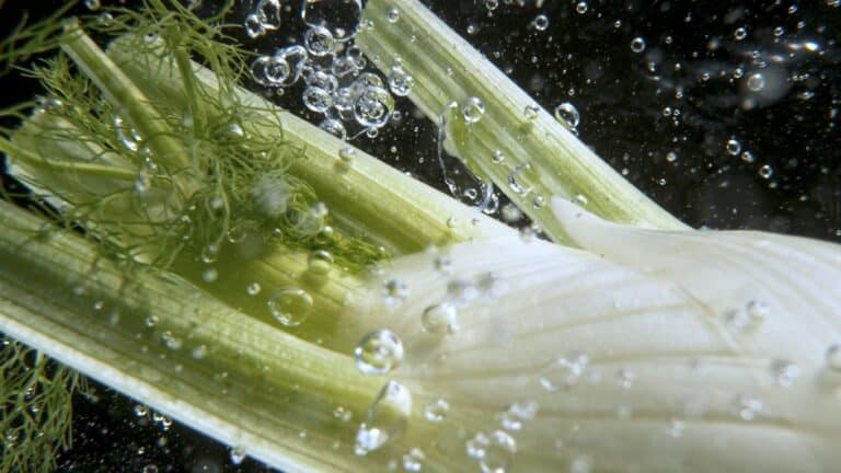 Fenchel einfrieren & auftauen so geht's richtig foodwissen.de
