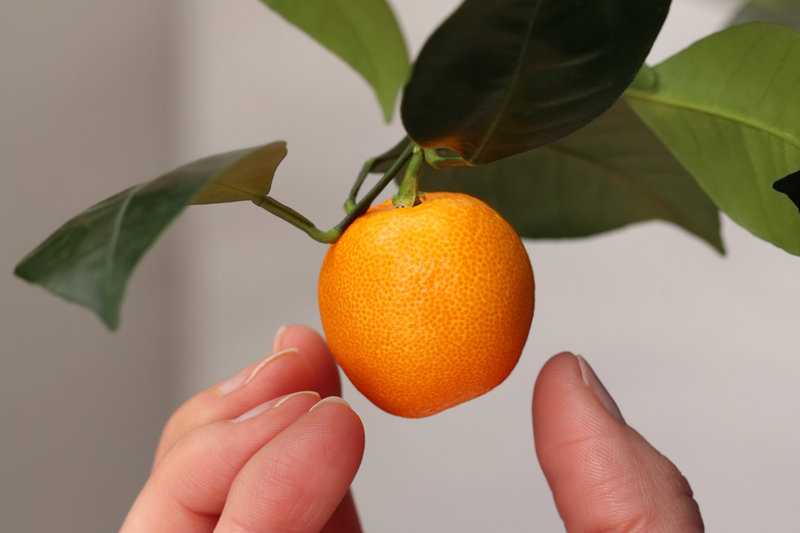 Obst mit C am Anfang (Liste mit vielen Bildern) - foodwissen.de Obst mit C am Anfang (Liste mit vielen Bildern) - foodwissen.de