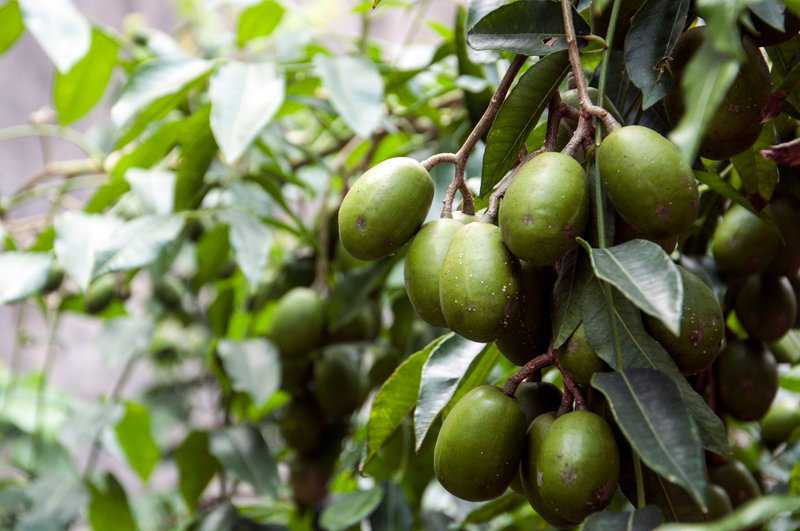 Obst mit H am Anfang (Liste mit vielen Bildern) - foodwissen.de