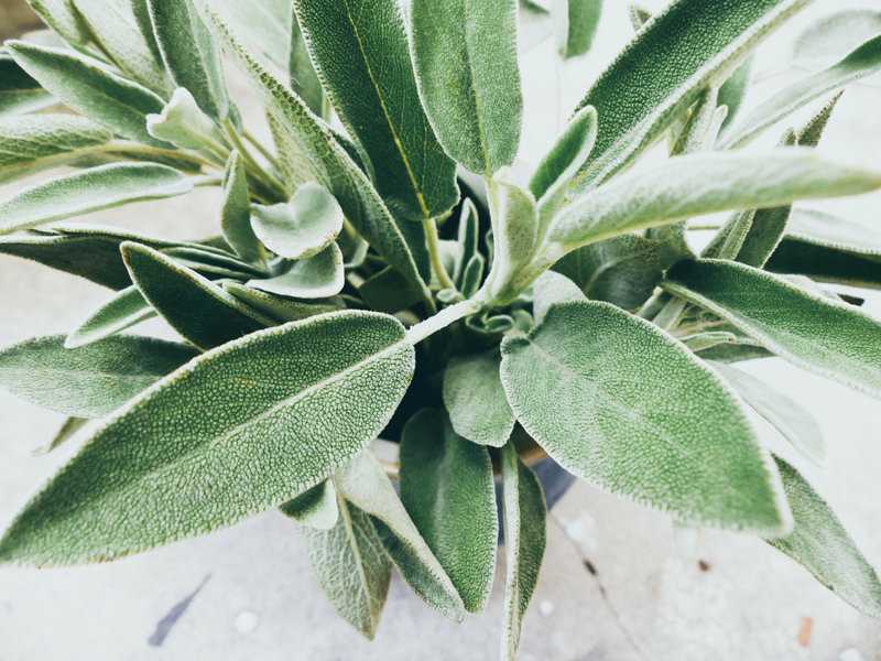 Ist Salbei giftig für Katzen? [Kurzantwort: NEIN, Salbei wirkt sogar ...