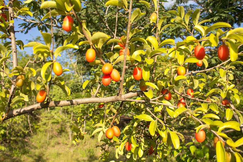Ximenia Caffra ximenia-caffra