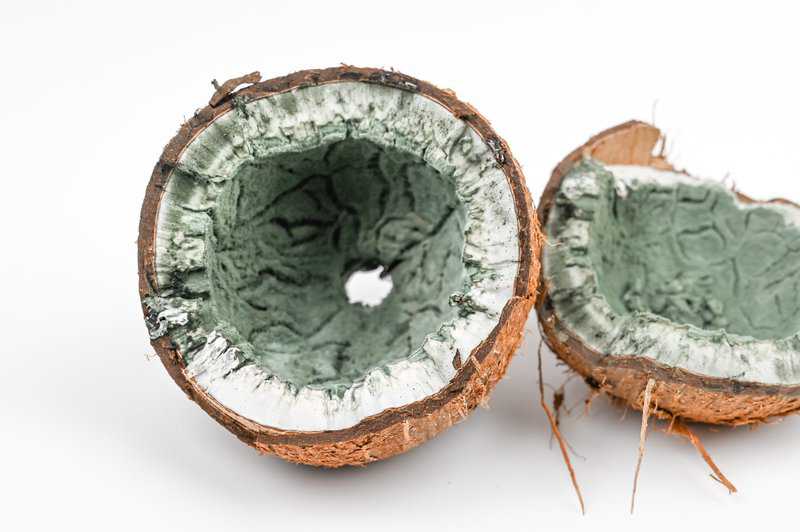 Kokosnuss abgelaufen oder schlecht? Alles zur Haltbarkeit der Kokosnuss