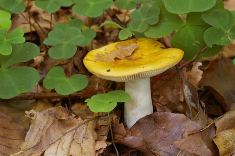 Gemüse mit O am Anfang (Liste mit vielen Bildern) - foodwissen.de