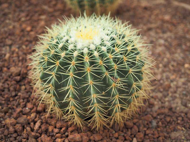 Gemüse mit X am Anfang (Liste mit vielen Bildern) foodwissen.de