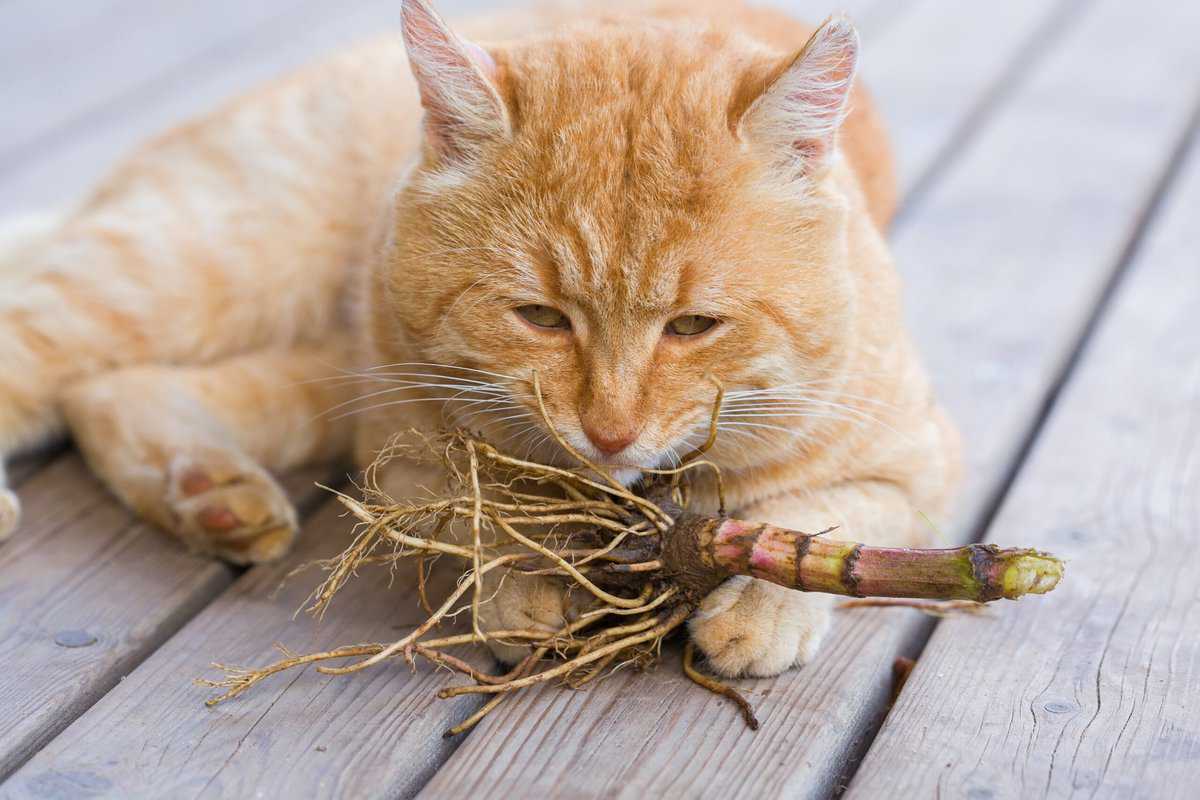 Wirkung Von Baldrian Auf Katzen foodwissen.de