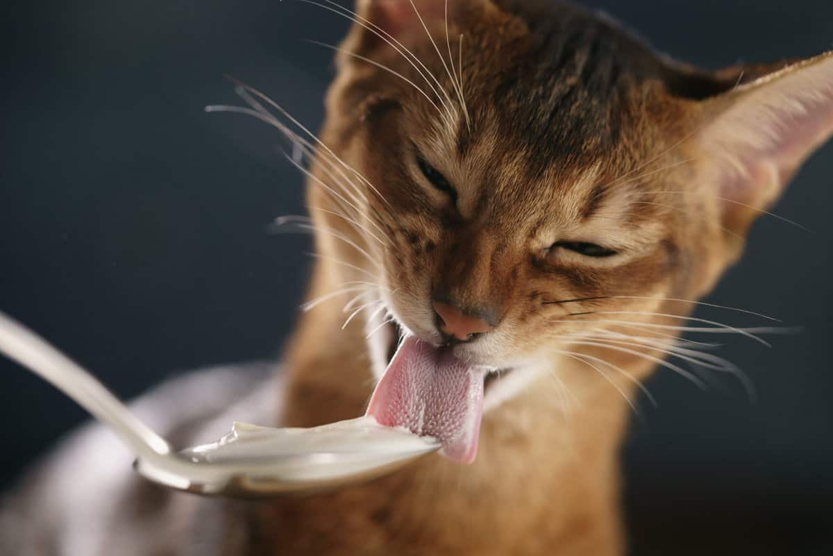Warum Katzen nur laktosefreien Joghurt essen dürfen foodwissen.de