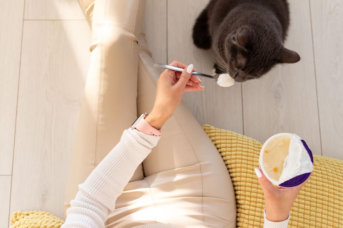 Warum Katzen nur laktosefreien Joghurt essen dürfen foodwissen.de