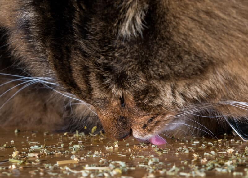 Katzen sollten nur kleine Mengen Katzenminze essen foodwissen.de
