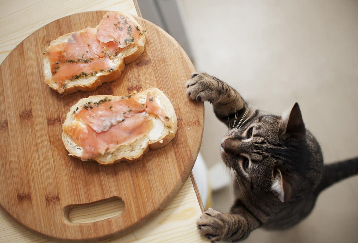 Darum ist Lachs für Katzen ein wahrer Leckerbissen foodwissen.de
