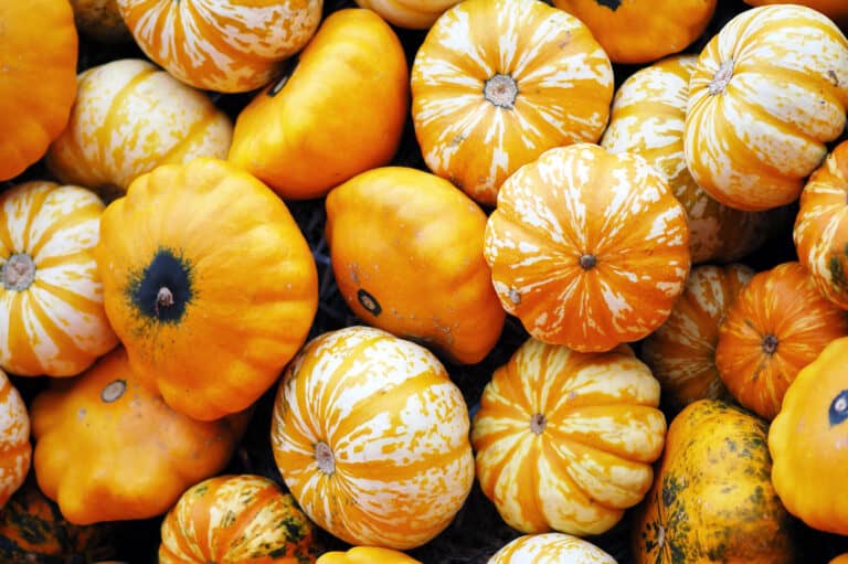Essbare Kürbissorten Alle 15 Kürbisse mit