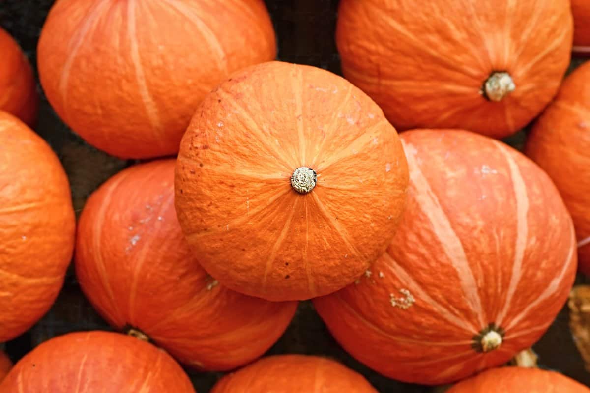 Essbare Kürbissorten: Alle 15 Kürbisse mit Bildern (Liste) - foodwissen.de