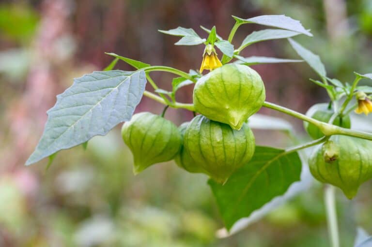 Gesunde Ernährung für mehr Energie