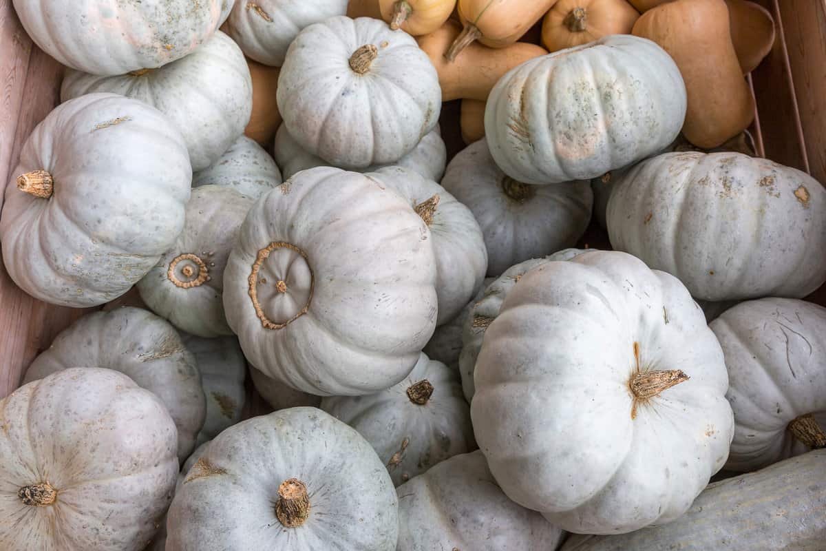Gelbe Kürbissorten: Alle 10 gelben Kürbisse mit Bildern - foodwissen.de