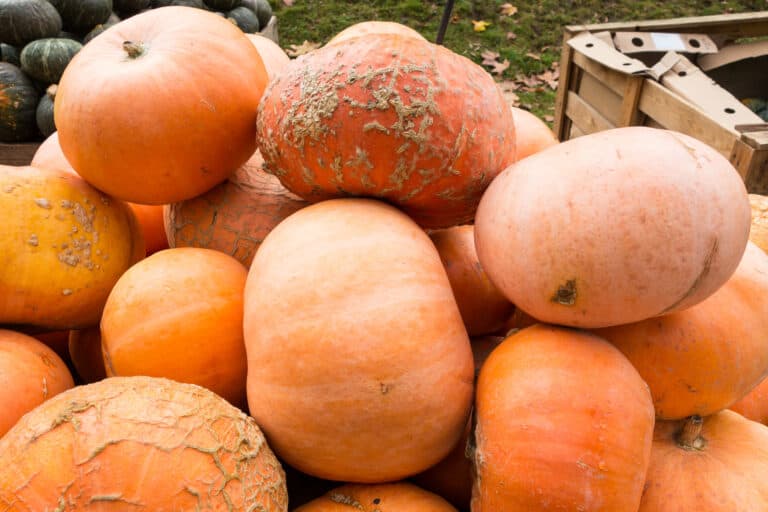 Gelbe Kürbissorten: Alle 10 gelben Kürbisse mit Bildern - foodwissen.de