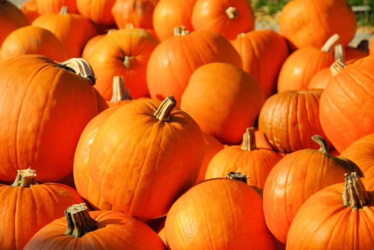 500 Stück Kürbis-Streudeko – Orange, 11 Mm, Für Halloween, Herbstpartys & Tischdeko
